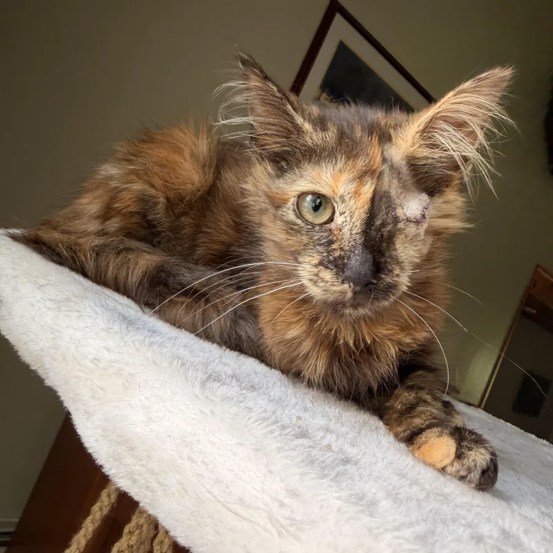 A baby medium-sized female Tortoiseshell Domestic Medium Hair cat named Sonar for adoption in Scranton, PA