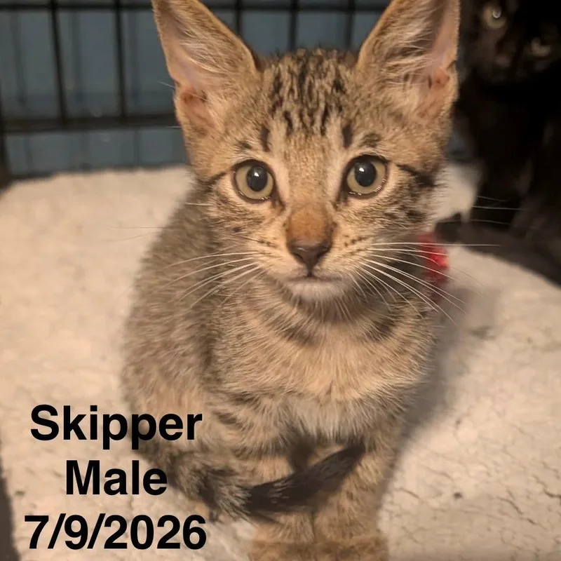 A baby small-sized male Domestic Short Hair cat named Skipper for adoption in League City, TX