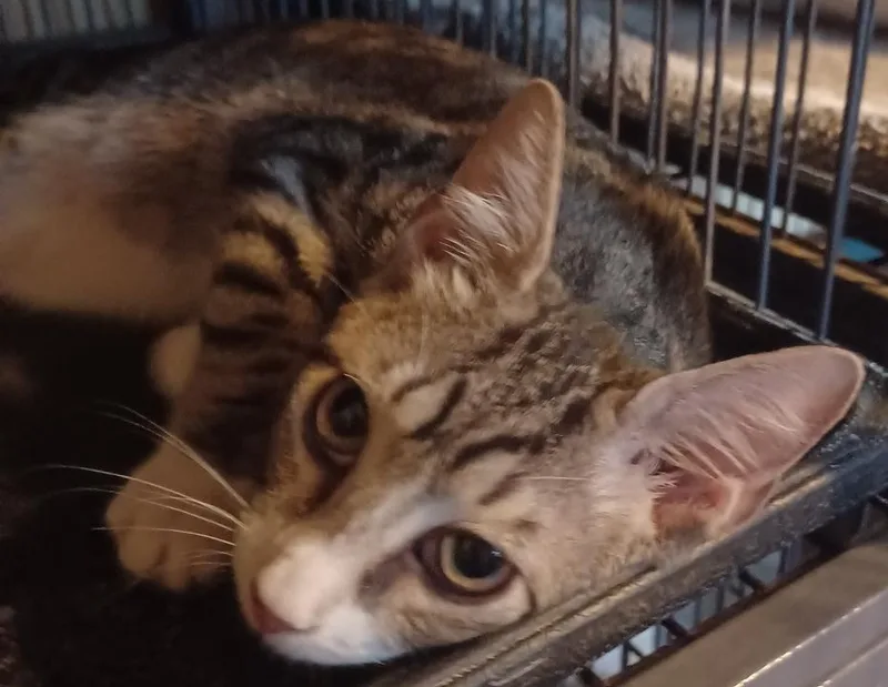 A baby medium-sized male Tabby (Brown / Chocolate) Domestic Short Hair cat named Electron for adoption in Jacksonville, FL