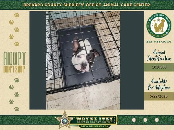 A young medium-sized male Mixed Breed dog named Spongebob for adoption in Melbourne, FL