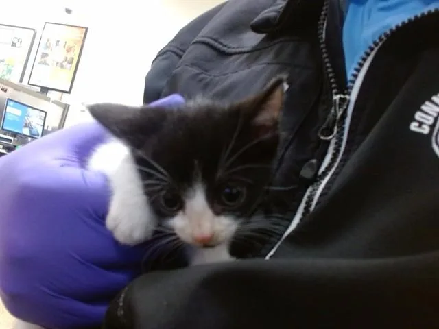 A baby small-sized female Domestic Short Hair cat named Squid for adoption in Miami, FL