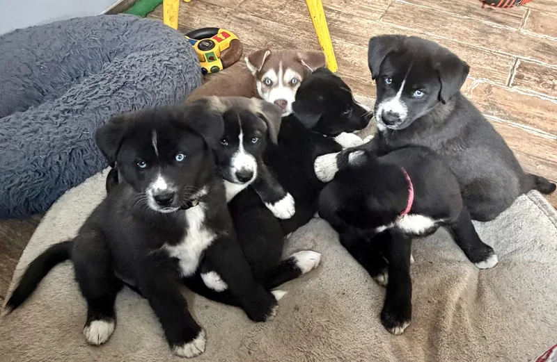 A baby medium-sized male Black Husky dog named Slick for adoption in Minnetrista, MN