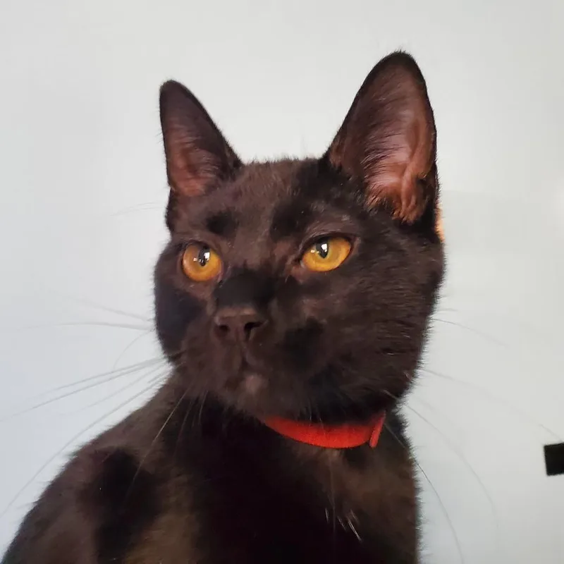 Dirty Dan thumbnail 2