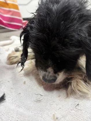 A senior medium-sized male Cocker Spaniel dog named Bert for adoption in West Chester, PA
