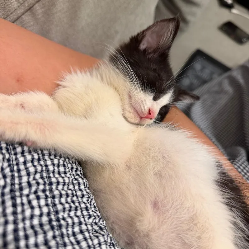 A baby small-sized female Domestic Short Hair cat named Kicks for adoption in Novelty, OH