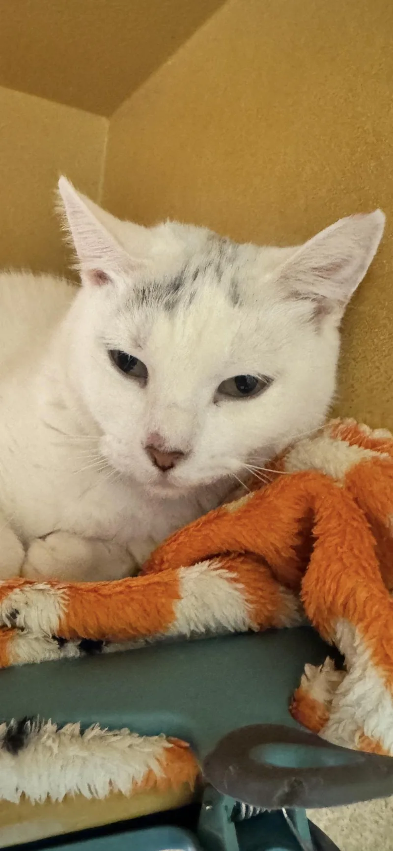 A young medium-sized female Domestic Short Hair cat named Vesta for adoption in Scottsdale, AZ