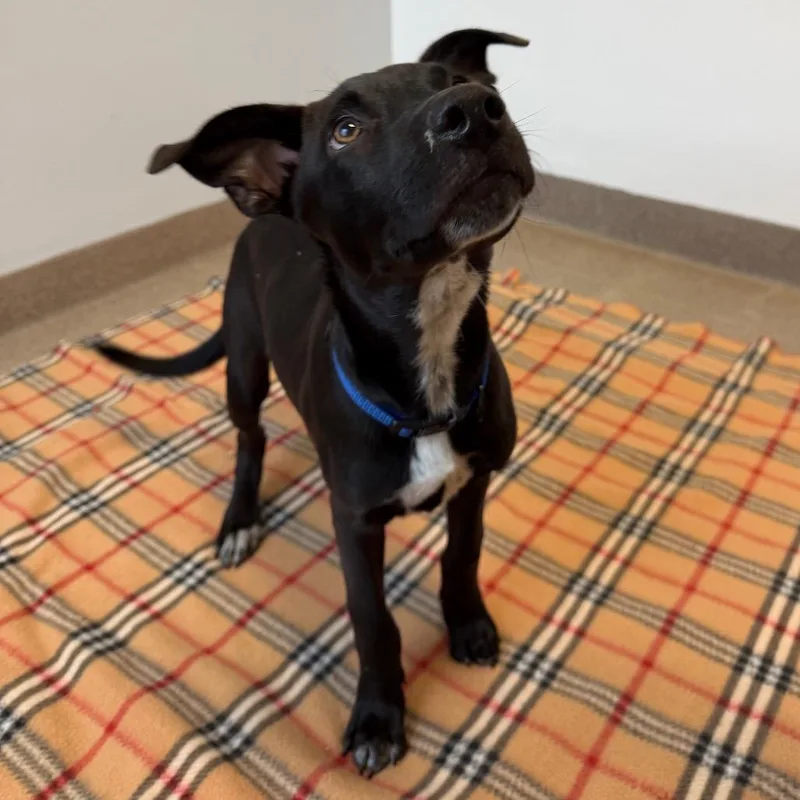 A baby medium-sized male Pit Bull Terrier dog named Tex for adoption in South Elgin, IL