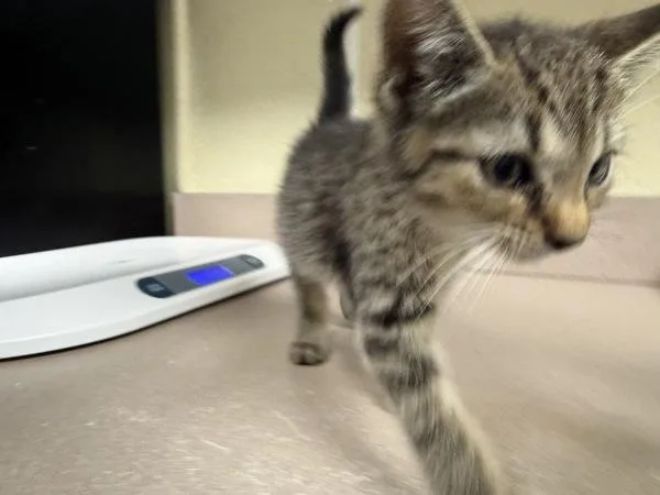 A baby small-sized male Domestic Short Hair cat named Roomba for adoption in Salisbury, MD