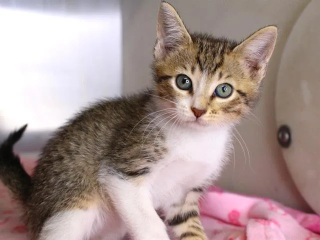 A baby small-sized male Domestic Short Hair cat named Brad for adoption in Tallahassee, FL