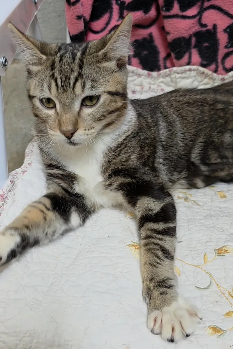 A young medium-sized male Domestic Short Hair cat named Whiskey for adoption in Quilcene, WA