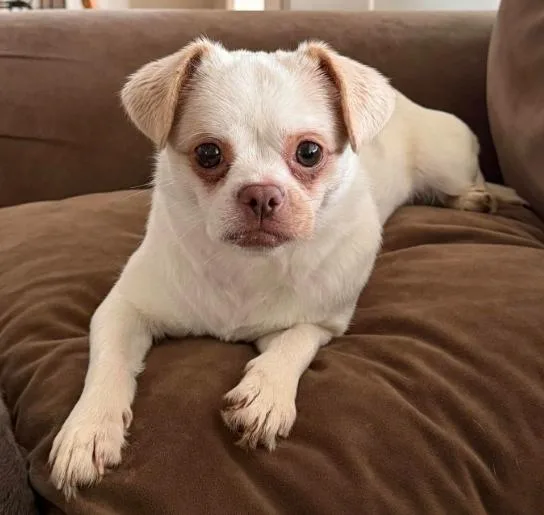 A young small-sized female White / Cream Chihuahua dog named Lady for adoption in Albany, NY