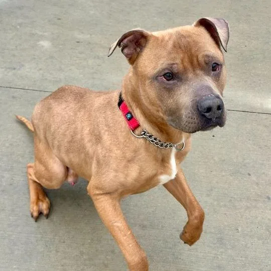 An adult medium-sized male Yellow / Tan / Blond / Fawn Pit Bull Terrier dog named Red Rover for adoption in Matteson, IL