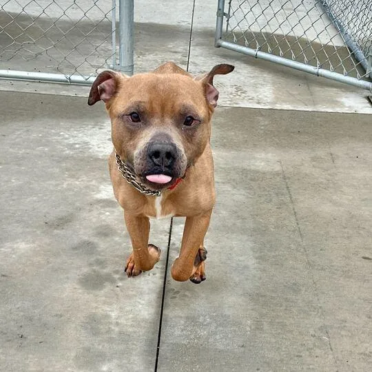 Red Rover thumbnail 2