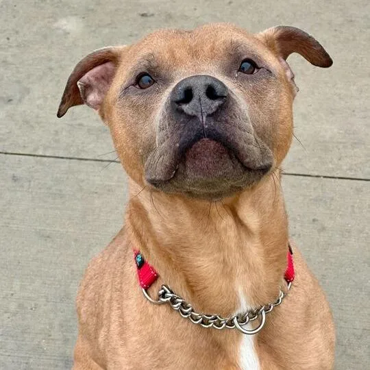 Red Rover thumbnail 3