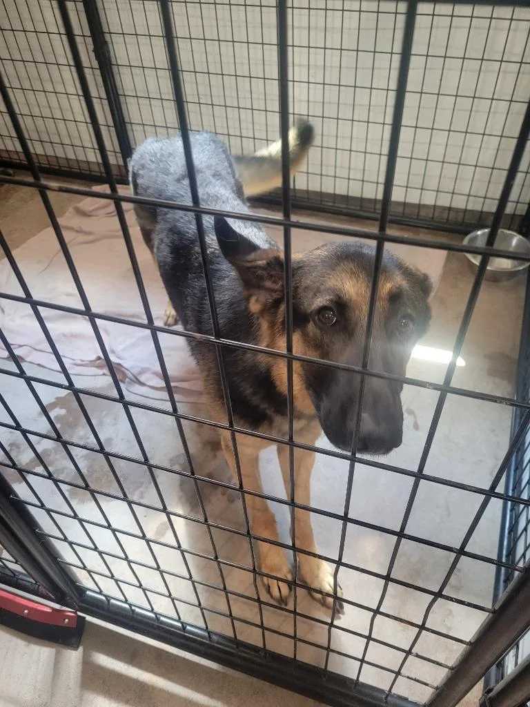 A young medium-sized female German Shepherd Dog dog named Ada for adoption in Ashland, WI