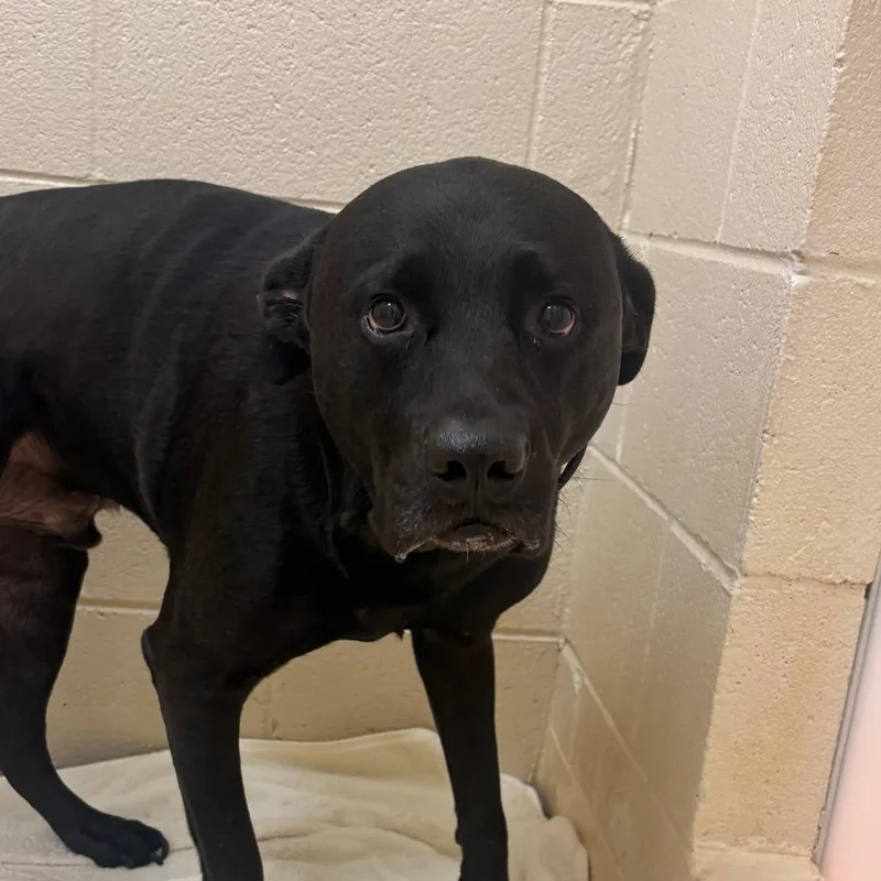 An adult large-sized male Black Labrador Retriever dog named Ozzy for adoption in Winston-Salem, NC