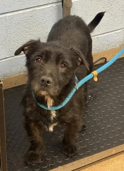 An adult medium-sized male Mixed Breed dog named Corwin for adoption in Chamblee, GA