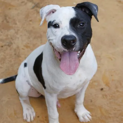 An adult medium-sized male White / Cream Boxer dog named Ralph for adoption in Hopkinton, MA
