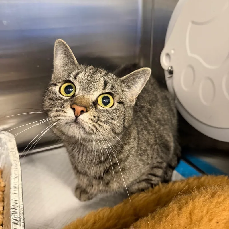 A young medium-sized female Gray / Blue / Silver American Shorthair cat named Bynx for adoption in Greensboro, NC