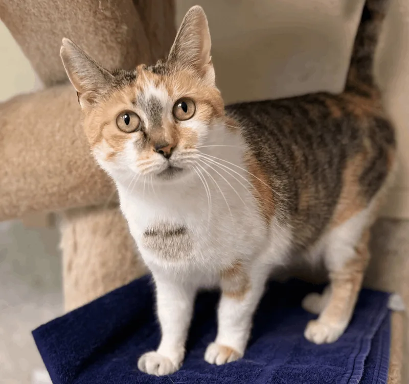 An adult medium-sized female Dilute Calico cat named Alison for adoption in Palmyra, VA