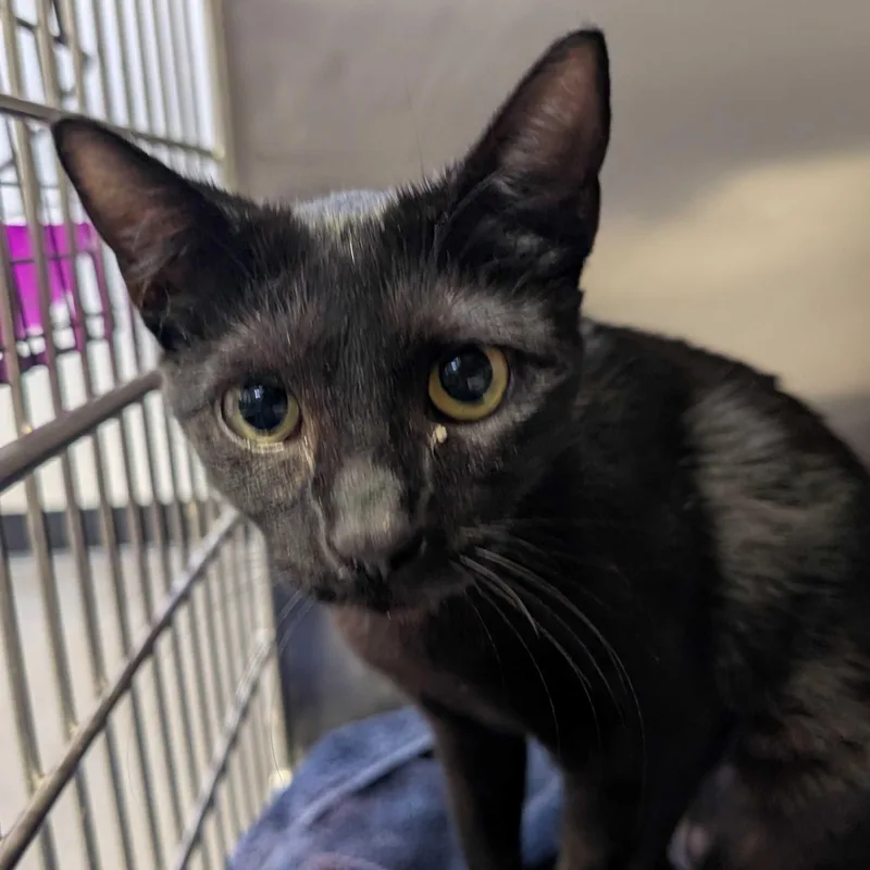 A baby small-sized male Black Domestic Short Hair cat named Tuesday & Isabella for adoption in Waltham, MA