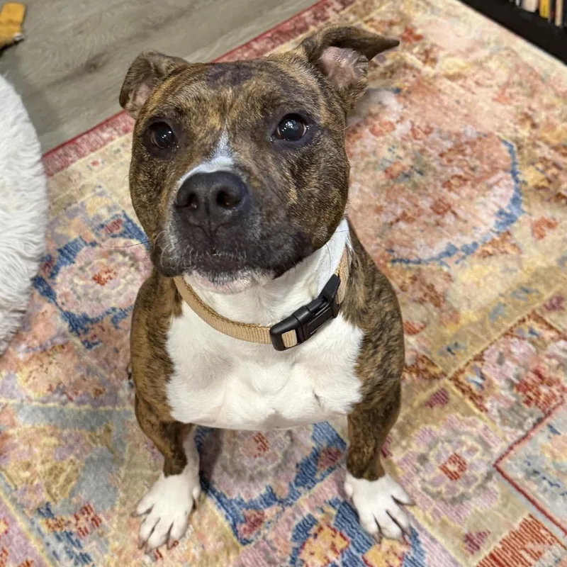 An adult medium-sized male Brindle Pit Bull Terrier dog named Beans ~ Coming Soon!!! for adoption in Chicago, IL