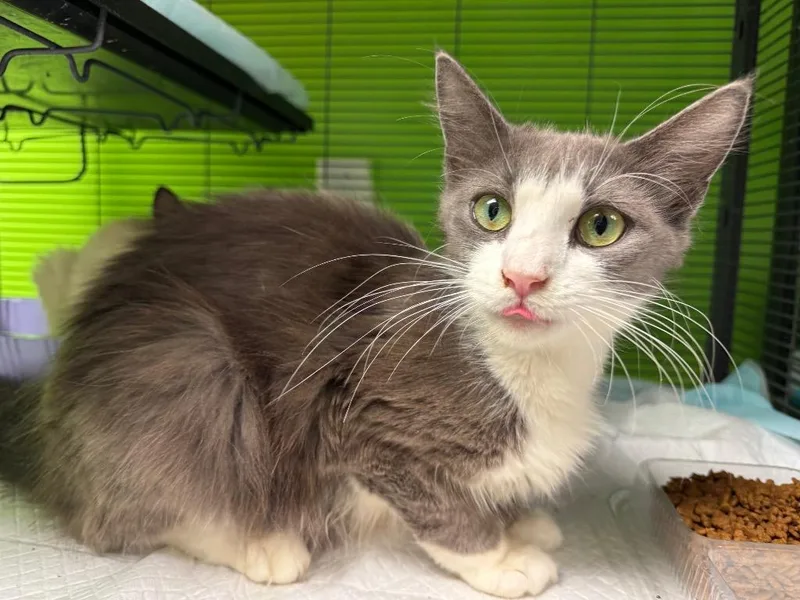 A young medium-sized female Domestic Medium Hair cat named Kinder for adoption in Johnson City, TN
