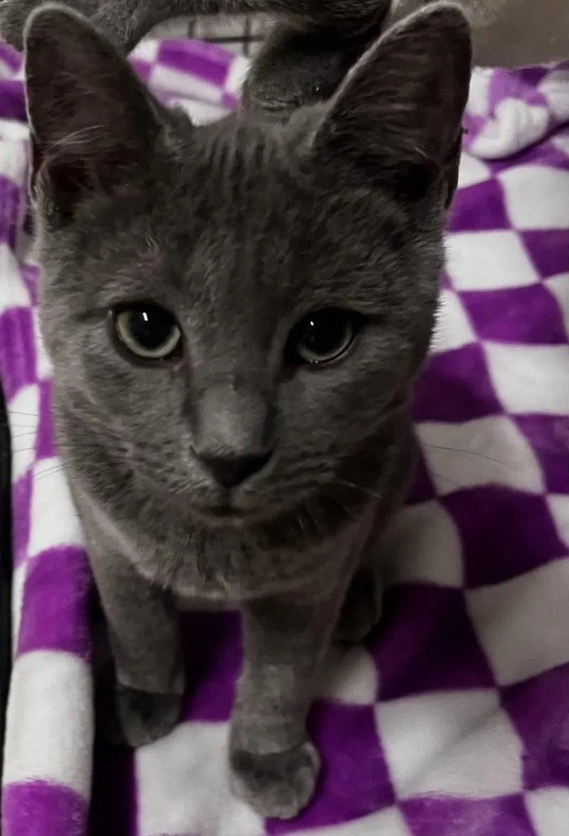 A baby small-sized male Gray / Blue / Silver Domestic Short Hair cat named Vulpix C Bell for adoption in Saunderstown, RI