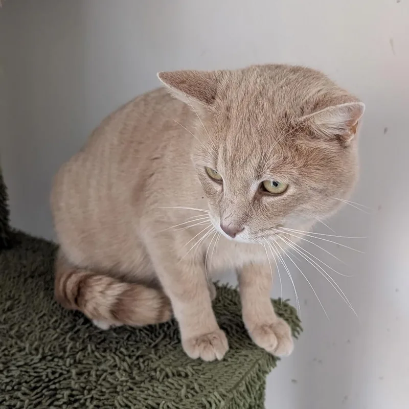 Harris  Fiv Positive