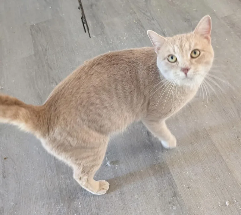 Harris  Fiv Positive thumbnail 3