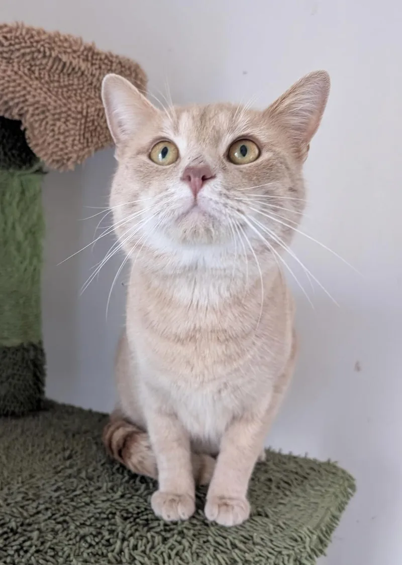 Harris  Fiv Positive thumbnail 4