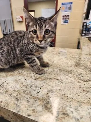 A baby small-sized male Domestic Short Hair cat named Menards for adoption in Independence, MO