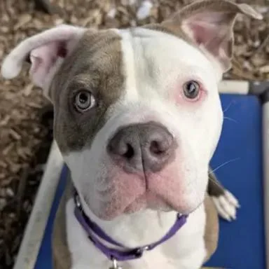 Mighty Mouse thumbnail 3