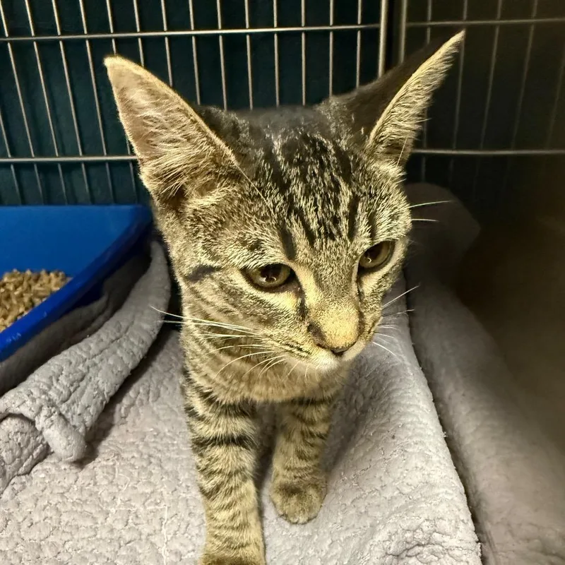 A baby small-sized female Gray / Blue / Silver Domestic Short Hair cat named Orbit for adoption in Idaho Falls, ID