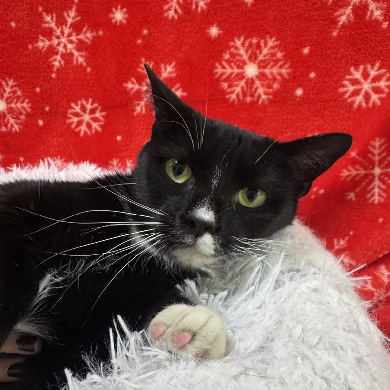 An adult medium-sized female Black Domestic Short Hair cat named Schnapps for adoption in Deerfield, IL