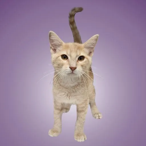 A baby small-sized male Orange / Red Domestic Short Hair cat named Homer for adoption in Austin, TX