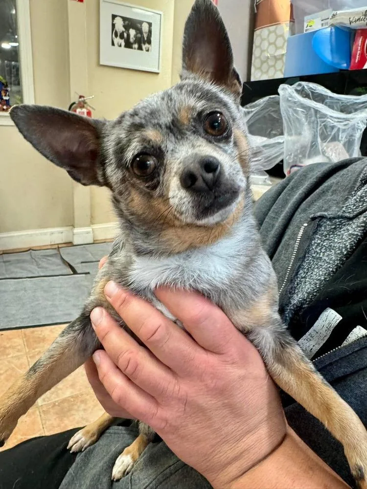 An adult small-sized male Merle (Blue) Chihuahua dog named Pongo for adoption in Groveland, MA
