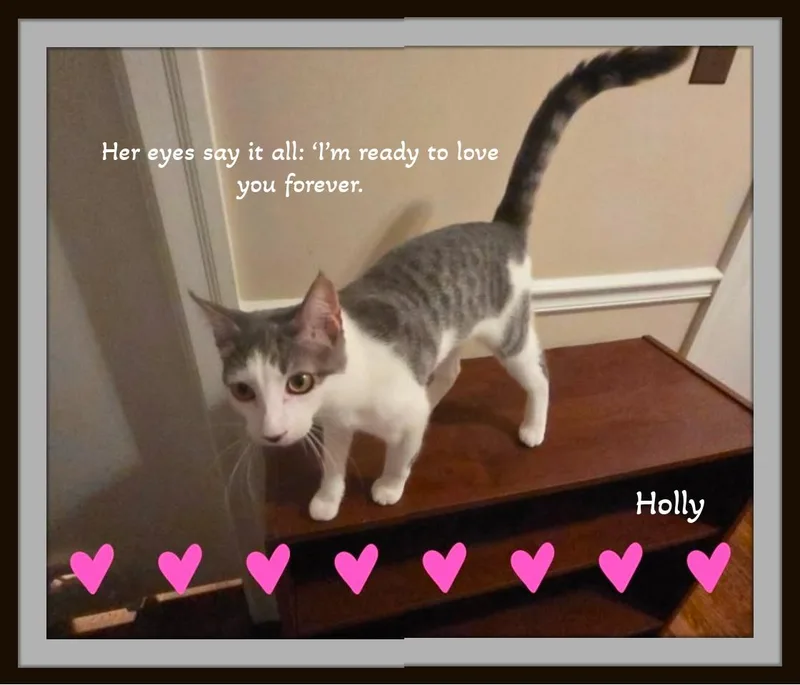 A baby medium-sized female Tabby (Brown / Chocolate) Domestic Short Hair cat named Holly — Gentle for adoption in Winston Salem, NC