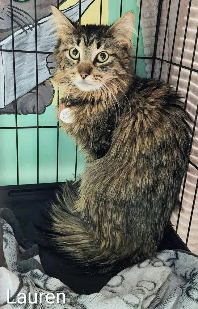 An adult small-sized female Brown / Chocolate Maine Coon cat named Lauren for adoption in Chicago, IL