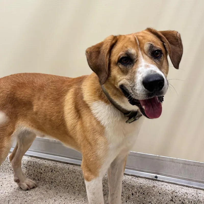 An adult medium-sized male Yellow / Tan / Blond / Fawn Mixed Breed dog named Jimmy Steve for adoption in Nashville, IN
