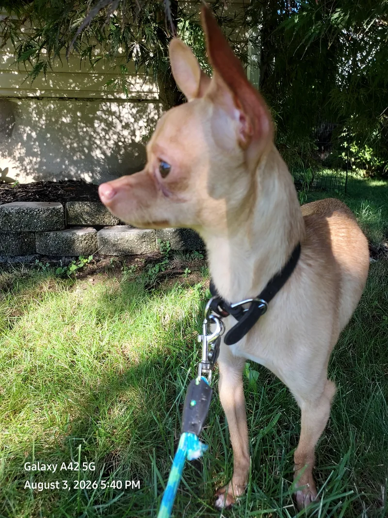 A baby small-sized male Yellow / Tan / Blond / Fawn Chihuahua dog named Tinker for adoption in Boonton, NJ