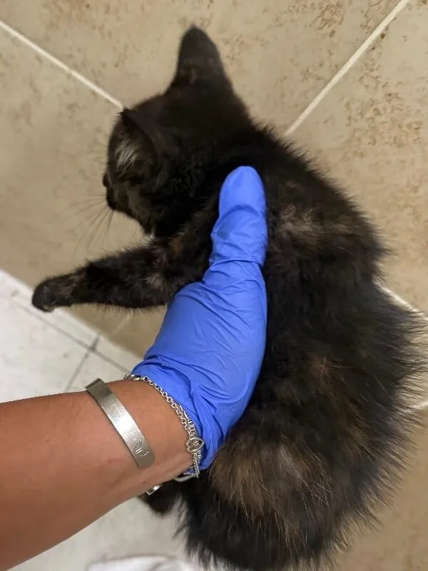 A young medium-sized female Tortoiseshell cat named Liv for adoption in Hobbs, NM