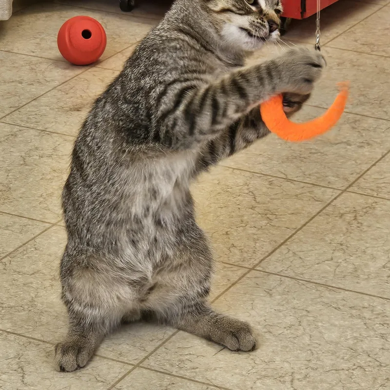A young medium-sized male Brown / Chocolate Tabby cat named Tommy for adoption in Bluffton, IN