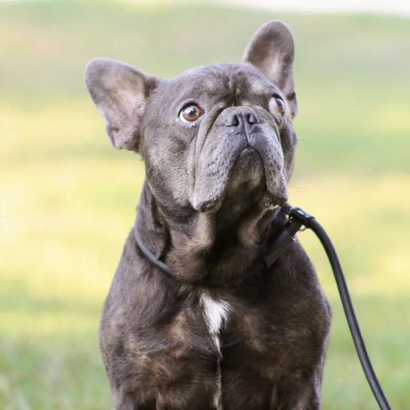 An adult small-sized male French Bulldog dog named French Toast for adoption in Columbia, SC