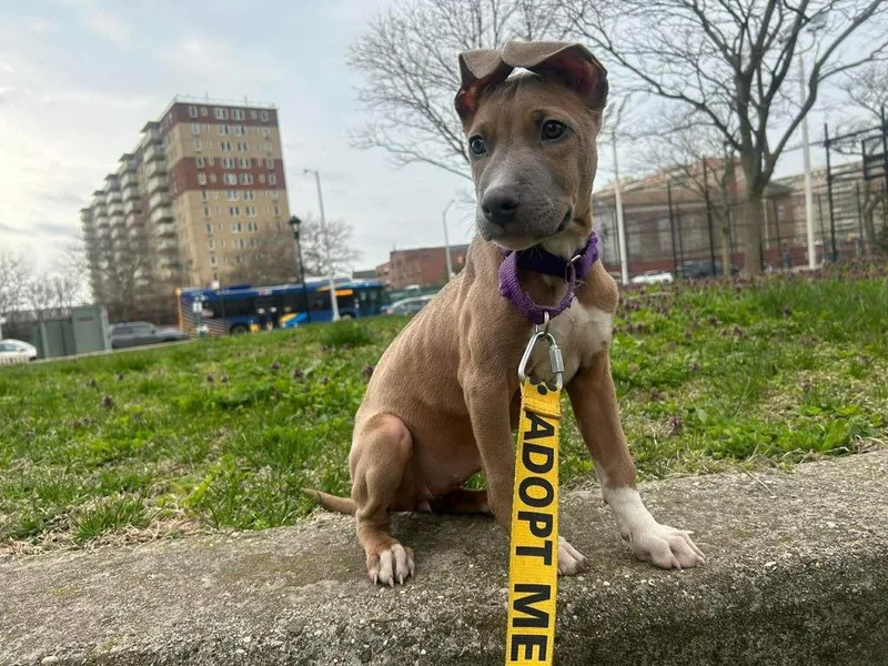 A baby medium-sized female Mixed Breed dog named Aquarius for adoption in Valley Stream, NY