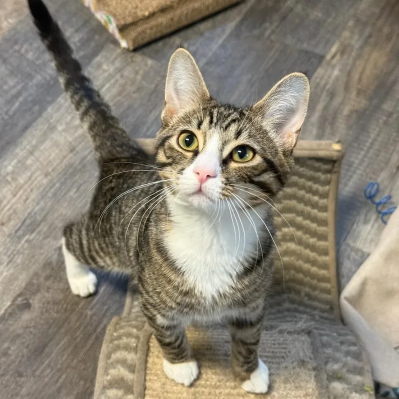 A young medium-sized male Tabby (Brown / Chocolate) Domestic Short Hair cat named Angelo for adoption in Greensburg, PA