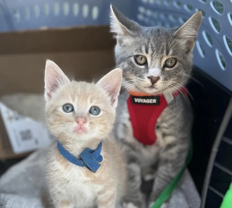 A baby medium-sized male Tabby (Orange / Red) Domestic Short Hair cat named Rigatoni for adoption in Santa Rosa, CA