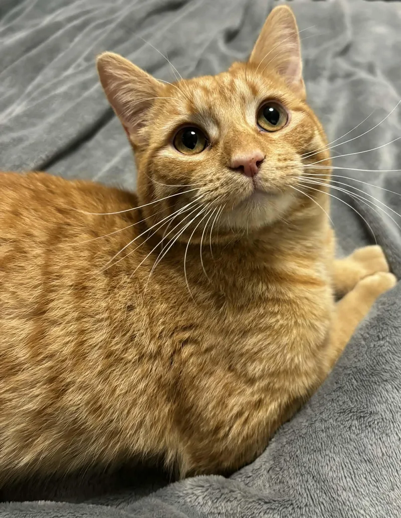 Ron Indoor Only thumbnail 2