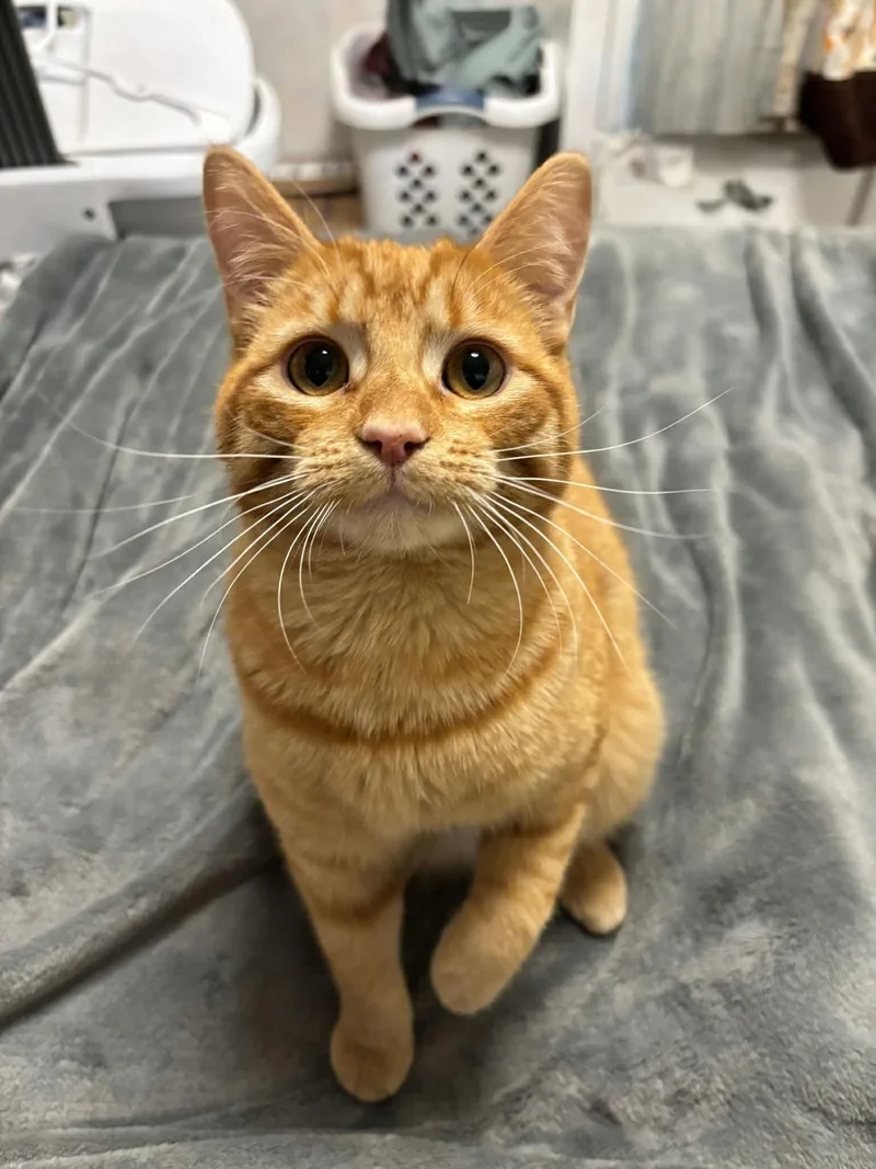 A baby medium-sized male Orange / Red Domestic Short Hair cat named Ron Indoor Only for adoption in Stockton, CA