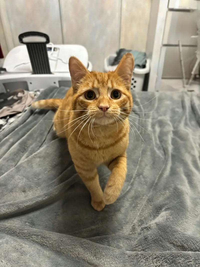 Ron Indoor Only thumbnail 3